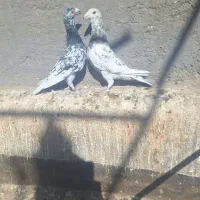 کفتر پرنده|پرنده|تربت‌حیدریه, مسجد جامع|دیوار