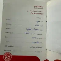 سگ پامرین اشپیتز|سگ|گنبد کاووس, |دیوار