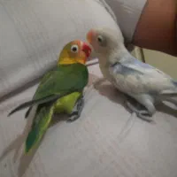 طوطی برزیلی نیمه دستی|پرنده|پاکدشت, پاکدشت (مامازند)|دیوار