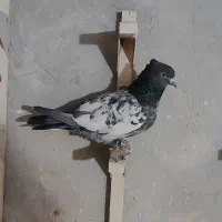 کبوتر|پرنده|شیراز, شریف‌آباد|دیوار