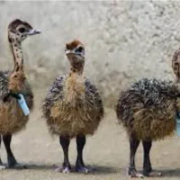 جوجه و تخم نطفه دار شترمرغ