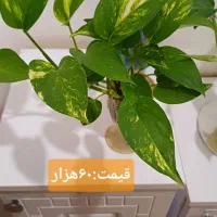 گلهای زیبا|گل و گیاه طبیعی|رشت, کوی مهر|دیوار