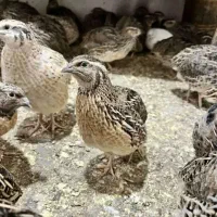 بلدرچین بالغ