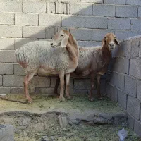 میش چینی قندوزی ابستن سنگین مایه کرده دوقولوزا|حیوانات مزرعه|کرمان, |دیوار