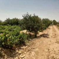 12000 متر باغ انگور در علی آباد دشتابی
