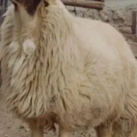 قوچ اصیل|حیوانات مزرعه|ایلام, |دیوار