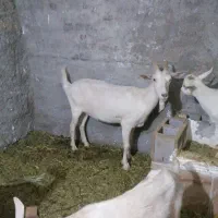 فروش سه عدد بز سانن