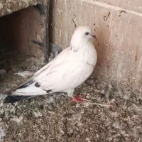 کفتر پرشی|پرنده|تهران, زیبادشت|دیوار