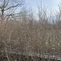 نهال گل انار|خدمات باغبانی و درختکاری|گلوگاه, |دیوار