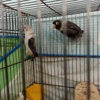 جفت طوطی برزیلی یویینگ  ویولت و سیاه ماسکت