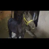 اسب