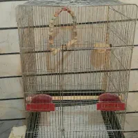 عروس هلندی سرلاکی البینو شاه طوطی قفس پرنده.خریدار|پرنده|کرج, حصارک بالا|دیوار