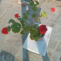 گل های آپارتمانی و کاکتوس|گل و گیاه طبیعی|مشگین شهر, |دیوار