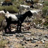 بز فروشی|حیوانات مزرعه|بم, |دیوار