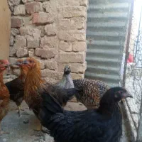 نوچه و جوجه خروس|حیوانات مزرعه|قم, جمکران|دیوار