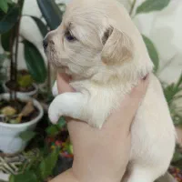 سگ شیتزو کرس