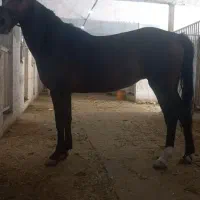فروش مادیان