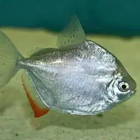 ماهی سیلوردالرولجن خوار