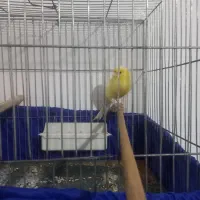 قناری نر  کوتاه بلند خون|پرنده|تهران, مسعودیه|دیوار