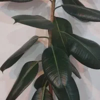 گل فیکوس|گل و گیاه طبیعی|مشگین شهر, |دیوار