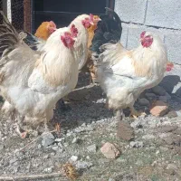 فروش سه عدد خروس برهما