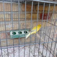 فروش قناری|پرنده|بهبهان, |دیوار