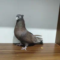 چند عدد رنگی خوب