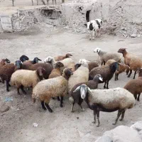 گوسفندمیش شیشک و بز نمونه|حیوانات مزرعه|خلخال, |دیوار