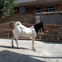 بز پاکستانی|حیوانات مزرعه|اصفهان, سرشبادران|دیوار