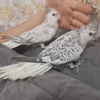 عروس ایزابلا|پرنده|بجنورد, |دیوار