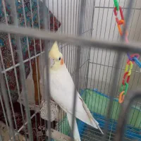 لوتینو ماده بسیار سالم و سرحال|پرنده|نجف‌آباد, ویلاشهر|دیوار