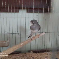 دو جفت قناری خوش رخ آماده|پرنده|کرج, کوی کارمندان شمالی|دیوار