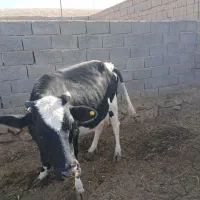 مبلغ 130|حیوانات مزرعه|گزیک, |دیوار