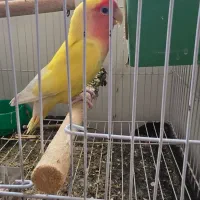 طوطی برزیلی ماده تخم گذار