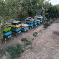 کندوی زنبور عسل