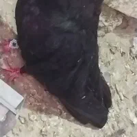 نروماده فروشی هستند