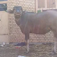 گاومیش