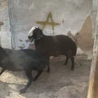 سلام یه راس بره قوچ شالی تازه دندان عوض کرده|حیوانات مزرعه|بوئین زهرا, |دیوار