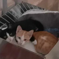 واگذاری رایگان دو گربه