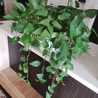 فروش گل آپارتمانی