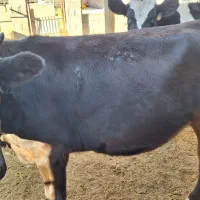 تلیسه از یک ماه ابستن تا ۶ ماه