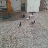 کبوتر