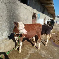 چهار عدد گوساله سیمینتال غرفه سبزیوند