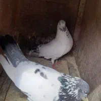 یک جفت کبوتر  نر وماده هر دو پاکستانی و دو رگ