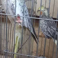 پرند عروس هلندی