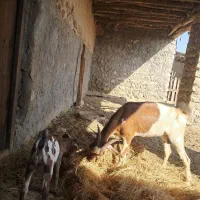 یک عدد بز همراه کره اش به فروش می‌رسد