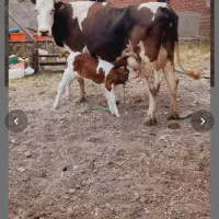 خرید فروش گاو گوشتی گاو افتاده به قیمت مناسب خریدا|حیوانات مزرعه|قزوین, |دیوار