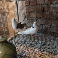 نرماده سو کفتر قدیم کاشان بشرط پرش بالا ۷ ساعت .