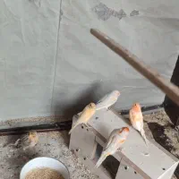 قناری نر و ماده مرغ عشق گل بسر طوطی برزیلی