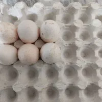 تخم بوقلمون تازه نطفه دار